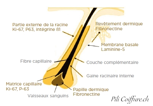 Structure ingrédients